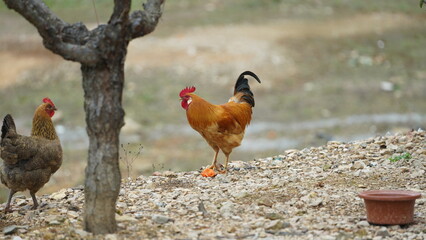 The rooster and hens living in the backyard in the village of the China