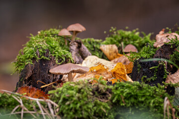 A brown fungus growing in moss on a tree stump.