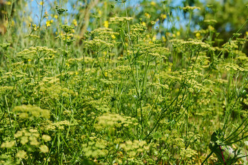 Close up of parsley plant with branches with seeds