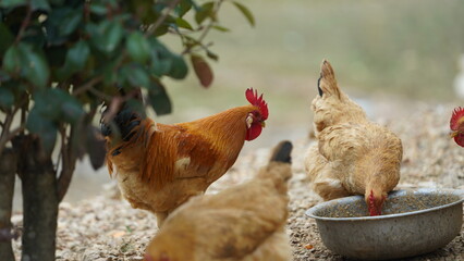 The rooster and hens living in the backyard in the village of the China