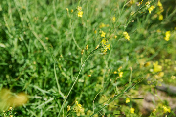 Obraz premium Close up of arugula plant with branches with flowers with seeds