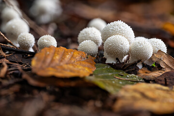 White puffer fungus growing in autumn leaves.