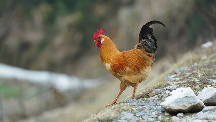 The rooster and hens living in the backyard in the village of the China