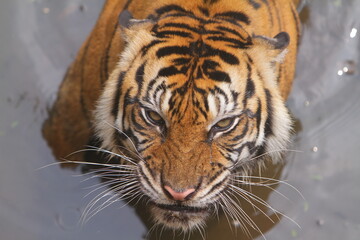 closeup of the sad face of a Sumatran tiger from the pool