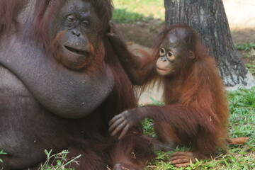 portrait of a little orangutan with its mother in the grass