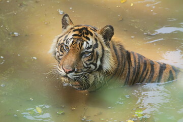 Fototapeta na wymiar Sumatran tiger resting in a pond