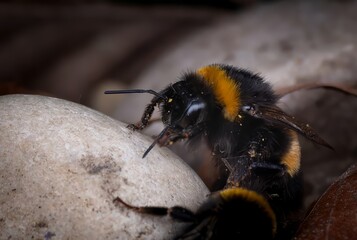 Ground nesting white tailed Bumble bees