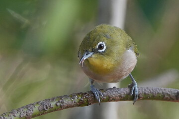 japanese white eye in a forest