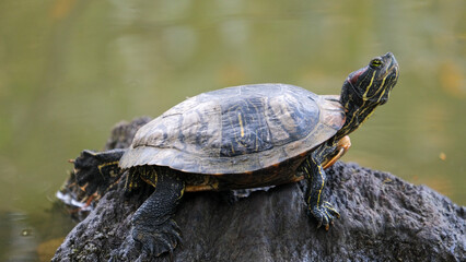 Close up turtle looking around near water on the rock. 