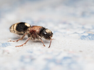 Mutillidae