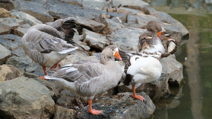 Obraz premium Close up an orange beaked goose head inside body feather. Selective focus included. Open space area. 