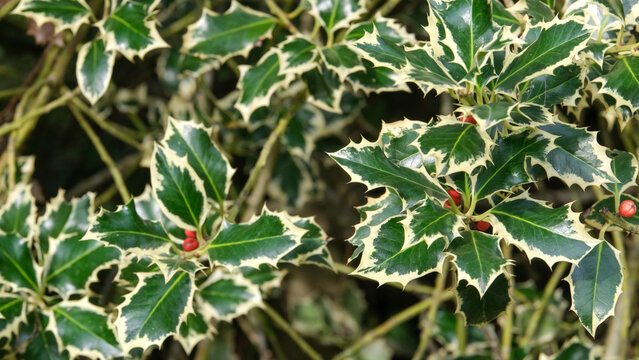 Close up english holly ilex aquifolium with red berries. Sharp leaves with red berries.