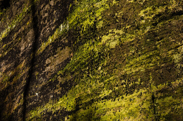 Green moss covering solid rock formations, Adrspach rocks, Czech Republic