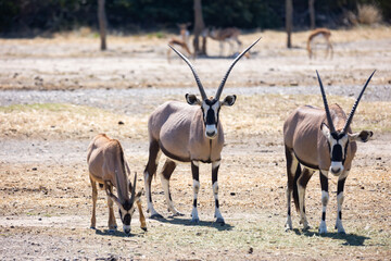 Naklejka na ściany i meble Some oryx gazelles feeding together in safari area during daytime
