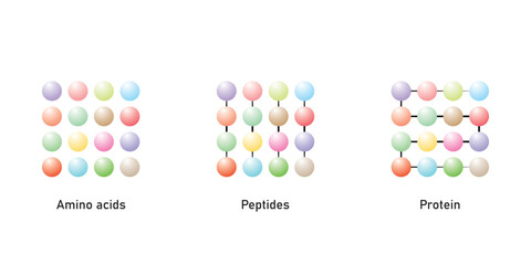 Amino Acids, Peptides and Protein Scientific Design. Vector Illustration.