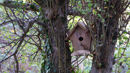 Fototapeta premium Wood bird house bird nest hanging on a tree with nature tree forest background.
