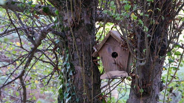 Wood bird house bird nest hanging on a tree with nature tree forest background.