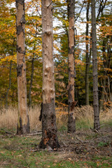 Spruce bark beetle damaged trunk.
