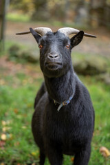 Obraz na płótnie Canvas Black goat outside in paddock.