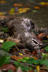 A dead dog lying by the river.