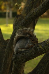 squirrel in tree