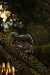 squirrel on a tree