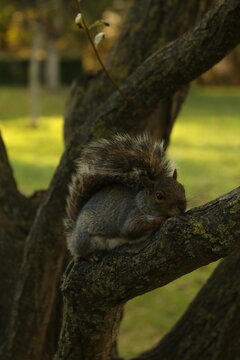 squirrel in tree