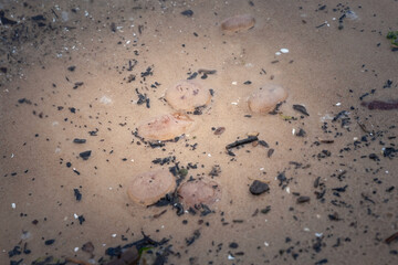 Selective blur on purple jellyfish dying on the sand of a beach of the baltic sea in Jurmala,...