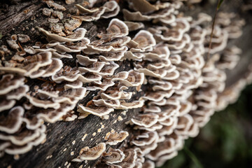 Macro shot and selective blur on a turkey tail mushroom, a wood decay fungus, on a rotting wood...