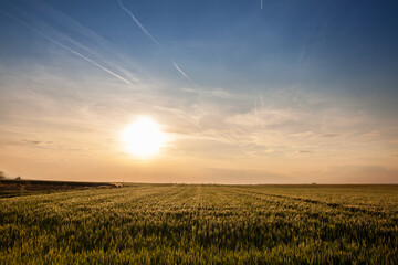 wheat field, green color, on a sunny afternoon dusk with blue sky, in a typical serbian agricultural landscape, at the spring season, in Vojvodina, with the sun in background.