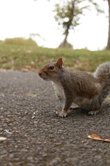 squirrel on the ground