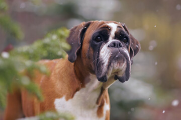 The portrait of a cute fawn and white Boxer dog posing outdoors standing behind a pine tree with a first snow in autumn