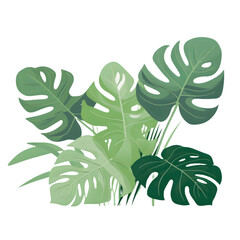 Foliage tropical leaf illustration