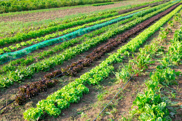 Fototapeta na wymiar View of farm field planted with ripening green lettuce. Popular leafy vegetable crop