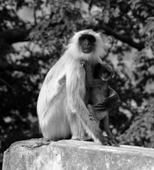 Gray langurs, also called Hanuman langurs and Hanuman monkeys, are Old World monkeys native to the...