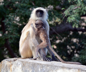 Gray langurs, also called Hanuman langurs and Hanuman monkeys, are Old World monkeys native to the Indian subcontinent constituting the genus Semnopithecus.