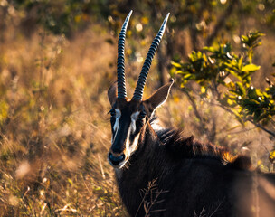Sable in South Africa