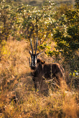 Sable in South Africa