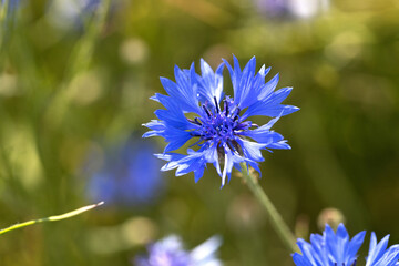 Macro from Blue Cornflower