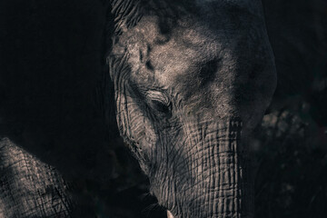 Elephant in South Africa