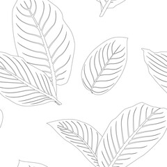 Diffenbachia leaves pattern line art for decorate your designs with tropical illustration isolated on white background
