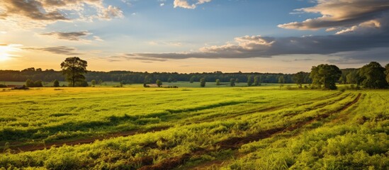 Fototapeta na wymiar The agriculture industry in Virginia is vital to the economy with farms and farmland contributing to the state s thriving farming community The golden hour illuminates the meadows where rows