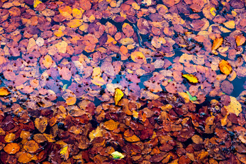 Beautiful autumn nature of the natural lake of the volcanic area