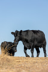 Black Heifer Walking Towards Water Trough