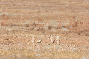 Obraz premium Family of Prairie Dogs Outside of Hole in Boulder Colorado