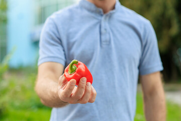 A man's hand holds a bell pepper. Selective focus on hands with blurred background