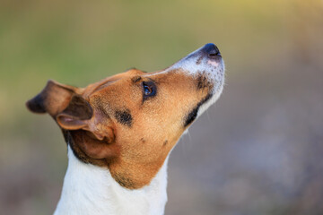 A cute Jack Russell Terrier dog asks a person for food in nature. Pet portrait with selective focus