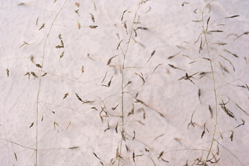 textura de fondo con hierba silvestre ramificada