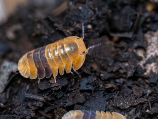 アンバーダッキー（ダンゴムシ）