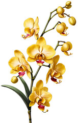 Fototapeta premium 01 yellow orchid